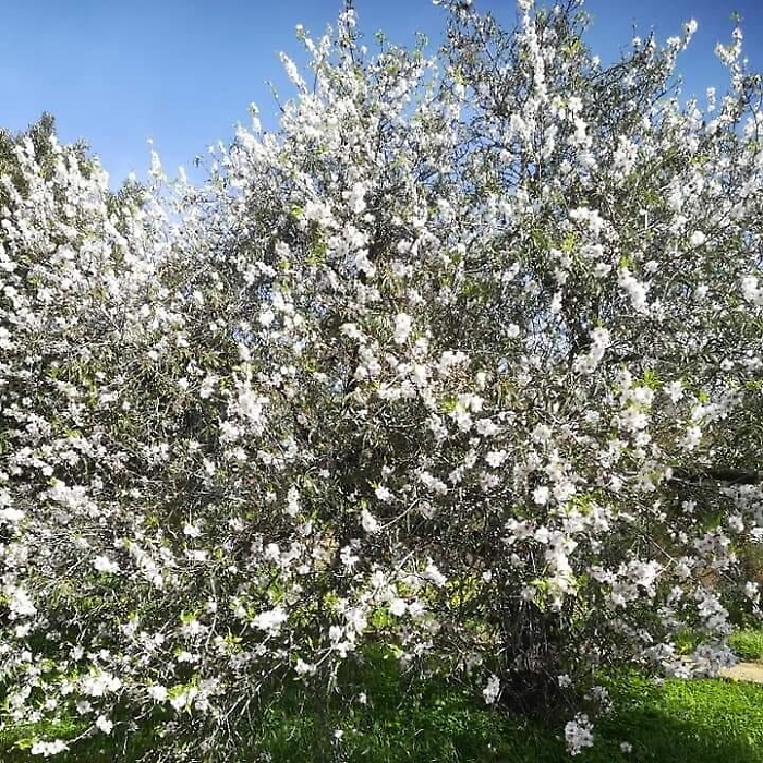 Ad Agrigento &egrave; gi&agrave; primavera: i mandorli sono sbocciati