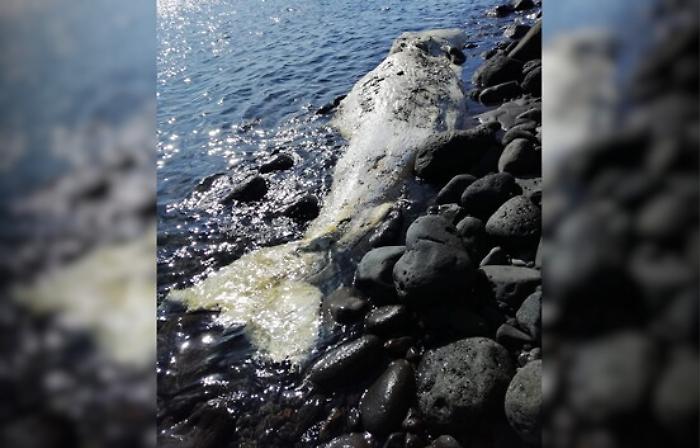 Carcassa di capodoglio spiaggiata a Borgo Gelso sull'isola di Vulcano