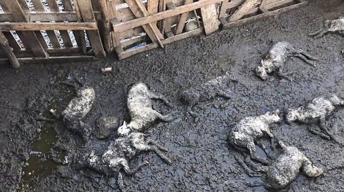 Messina, 11 agnelli uccisi da cani randagi dentro ovile abusivo