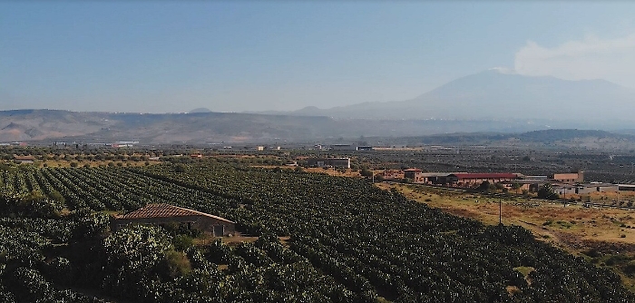 Agricoltura in Sicilia, chiave per la ripartenza