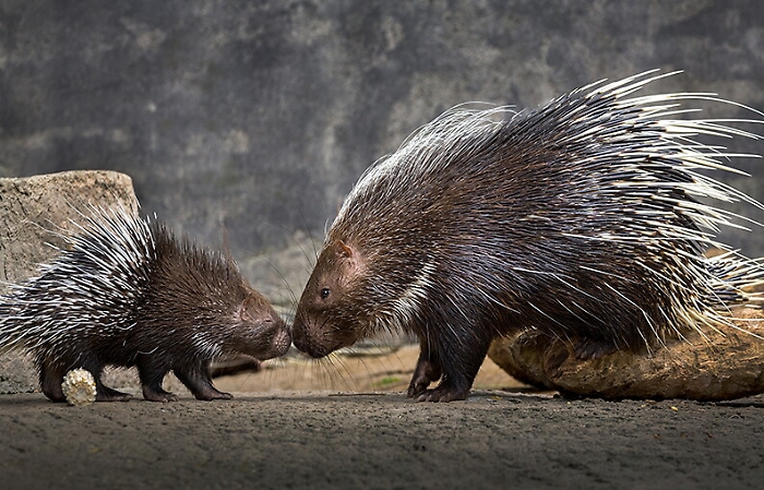 Uccidono 5 istrici nella riserva Monte Carcaci: denunciati 3 gelesi