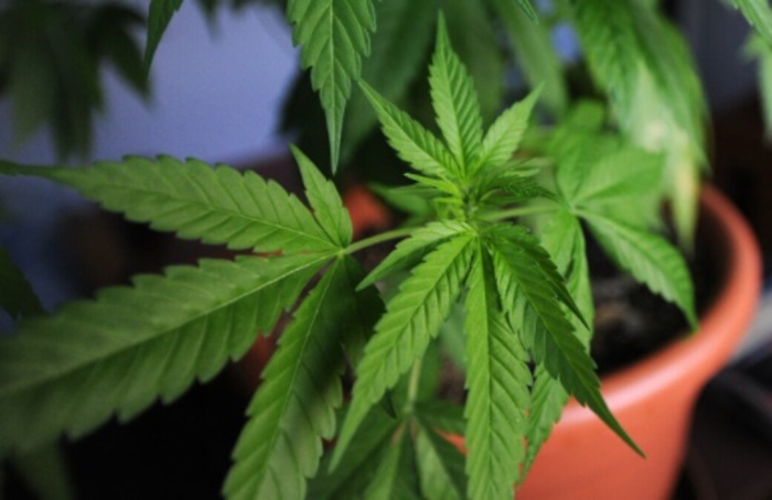 Serra indoor nella stanza di una villa nel Ragusano: disoccupato in manette