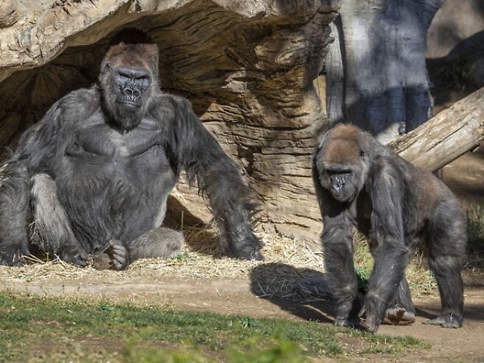 Covid, allo zoo di San Diego vaccinati scimmie e orango