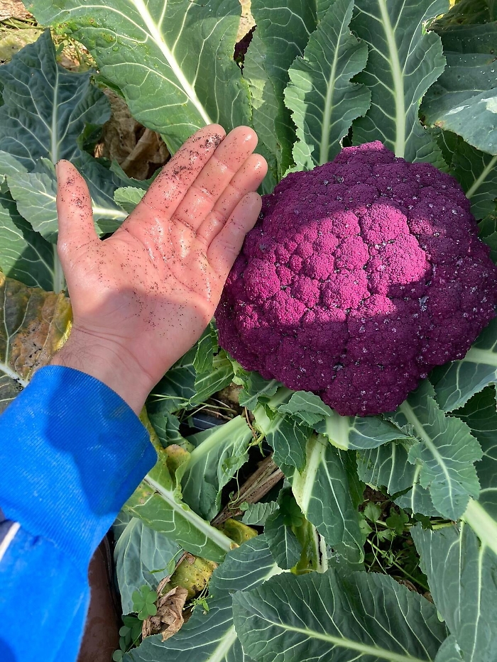 Etna, Coldiretti: «La cenere sta danneggiando piante e fiori»