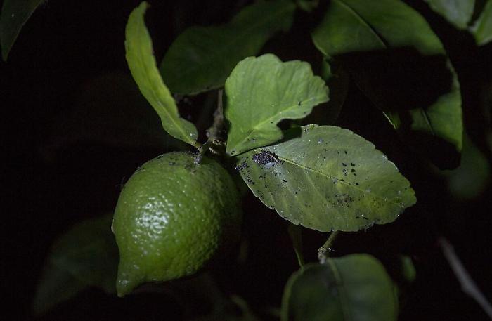 Etna, Confagricoltura: settore in ginocchio, danni per milioni a causa delle cenere