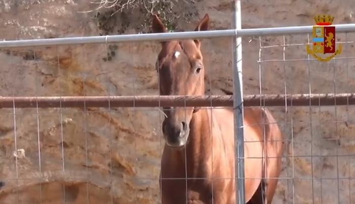Noto, cavalli non censiti e forse anche dopati: multe per 9 mila euro
