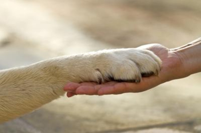 Quando l'erede &egrave; il pet, ecco come fare testamento