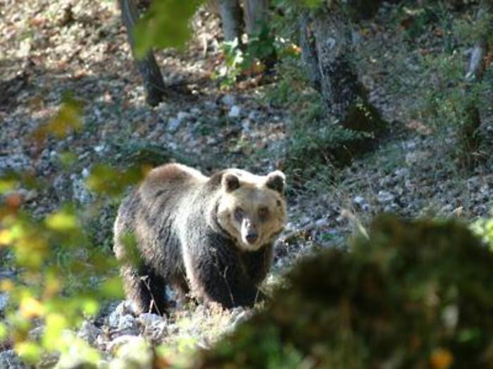 Giallo tra le montagne di Vito D'Asio: trovato un giovane orso bruno senza vita nel torrente Arzino