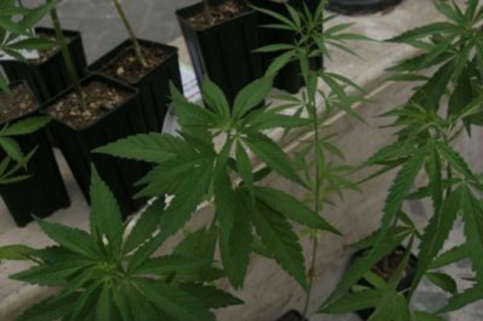 Cannabis: si fumava 2500 anni fa, lo svelano antiche tombe cinesi