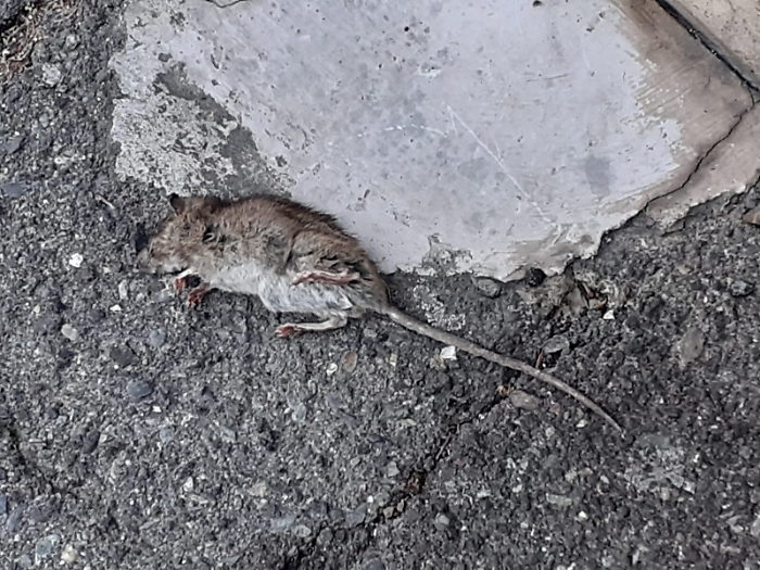 Catania, via Ughetti: topo morto da 4 giorni