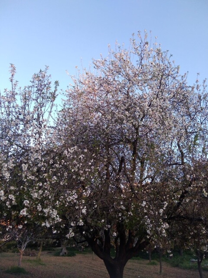 Alberi fioriti al Giardino Botanico del Libero Consorzio comunale di Agrigento