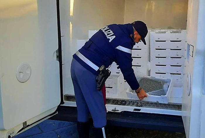 Novellame di sarda sequestrato nel Messinese: multe per 38mila euro