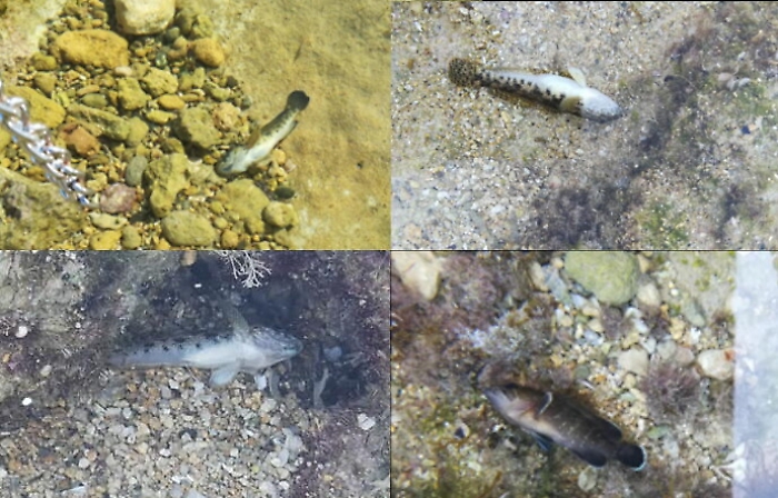 Siracusa, pesci morti nelle acque cristalline della Pillirina: via ai sopralluoghi