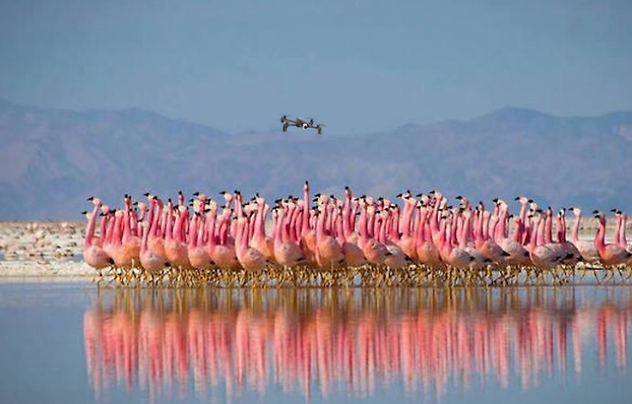Con un drone disturba i fenicotteri allo Stagnone di Marsala: multato