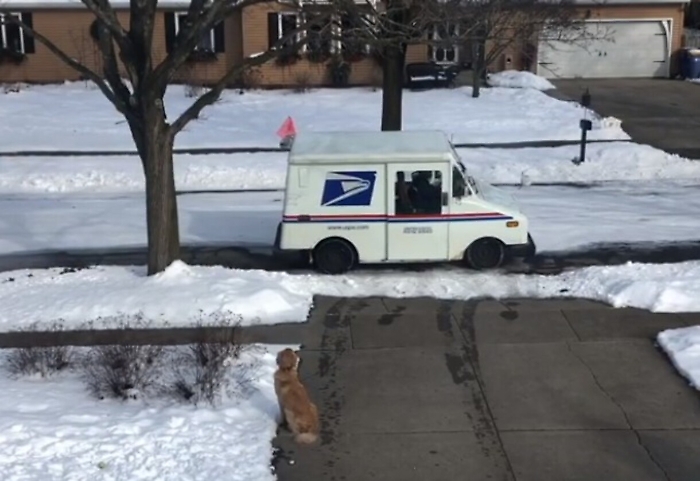 Moose aspetta tutti i giorni un "amico" davanti casa: ecco chi è e come lo accoglie