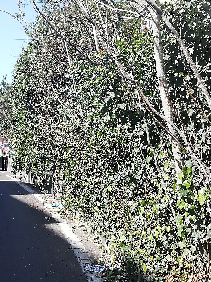 Catania Via Morelli, La fermata AMT c'è ma non si vede...