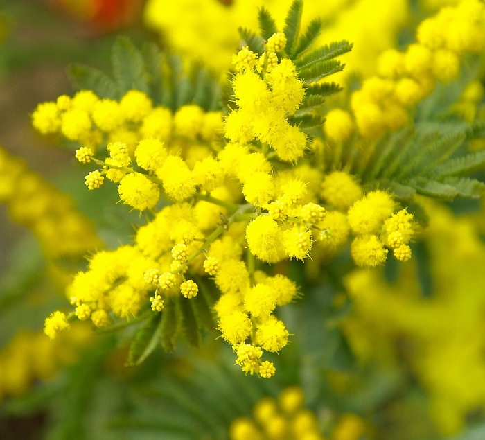Festa delle donne, il coronavirus cancella l'8 marzo
