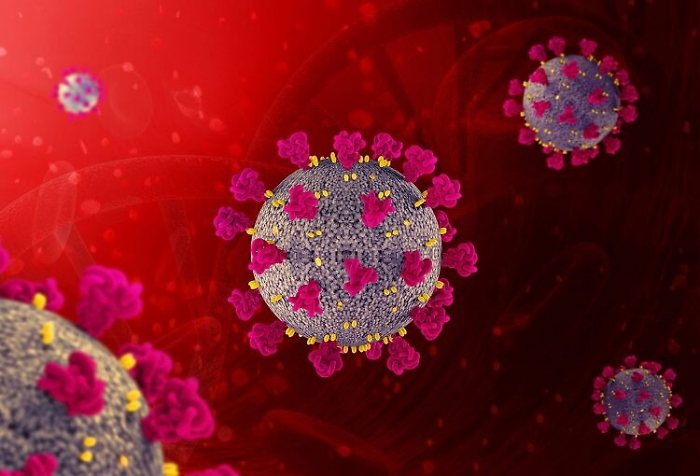 Coronavirus, uno studio australiano spiega come reagisce il sistema immunitario