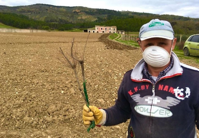 Diciassettemila piante di vite in terra confiscata alla mafia agrigentina