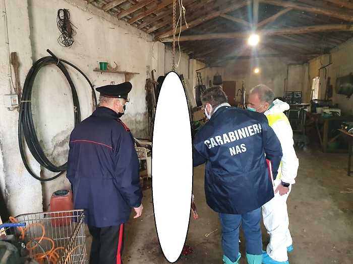 Catania, agnelli e capretti macellati in mattatoio abusivo: sequestrato