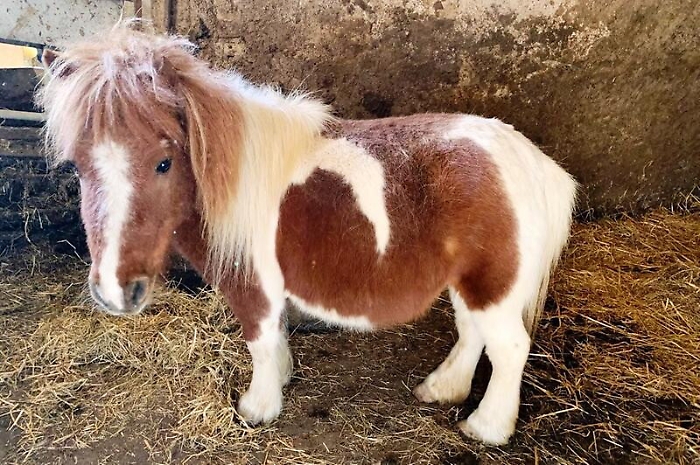 Caltanissetta, un pony nel Fiat Dobl&ograve;:
multato il conducente del veicolo