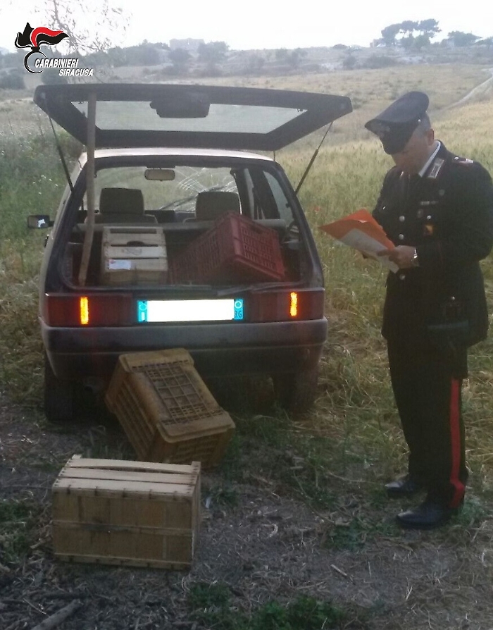 Francofonte, sorpresi mentre rubavano 100 chili di arance: arrestati