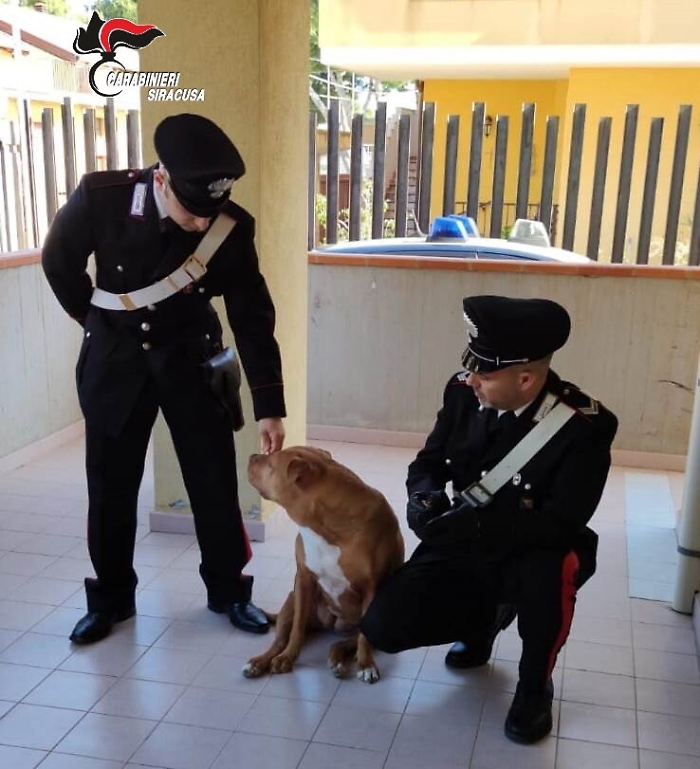 Priolo, lega le zampe di un cane all'auto e lo trascina fino a ucciderlo