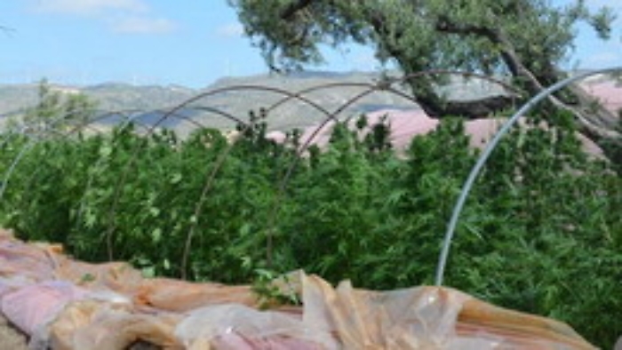 Licata: piantagione di marijuana tra il basilico: in manette un cinquantenne