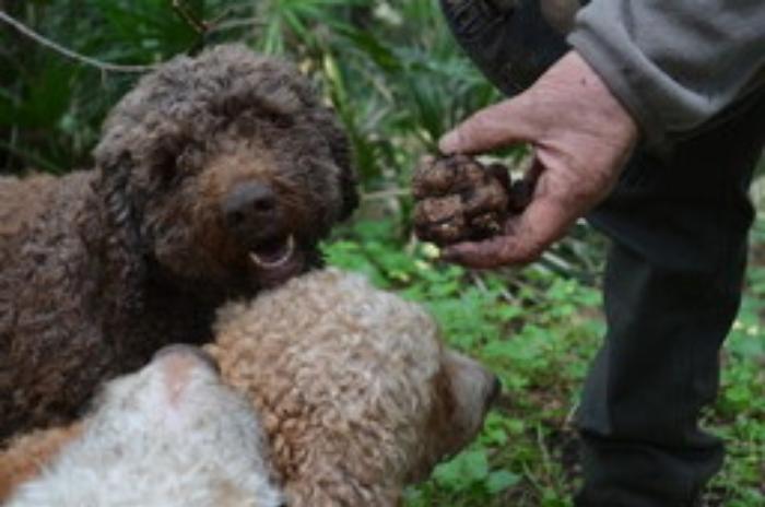 Approvato il ddl sulla raccolta dei tartufi in Sicilia