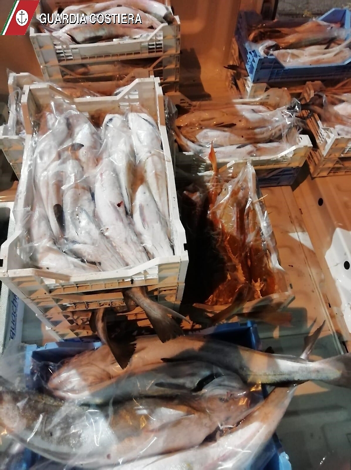 Catania,  pesce non tracciabile e ricci pescati abusivamente: sequestri e multe della Guardia costiera