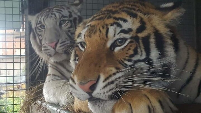 Coronavirus, dopo tre mesi e mezzo il circo può lasciare Favara