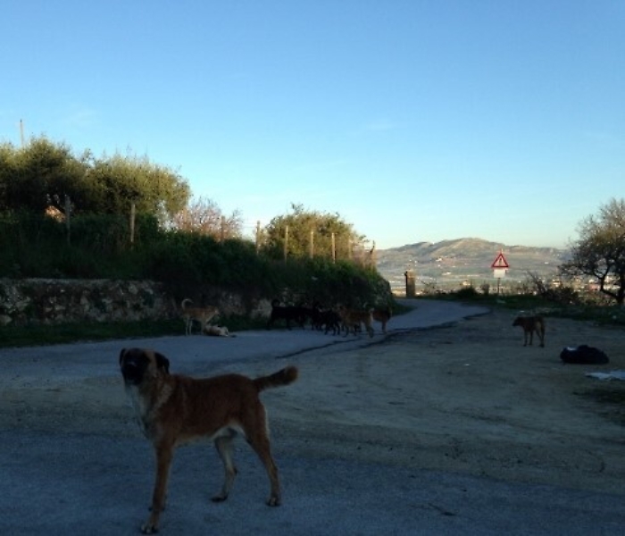Licata, gli abitanti di Niculizia al sindaco Galanti: "Siamo abbandonati"