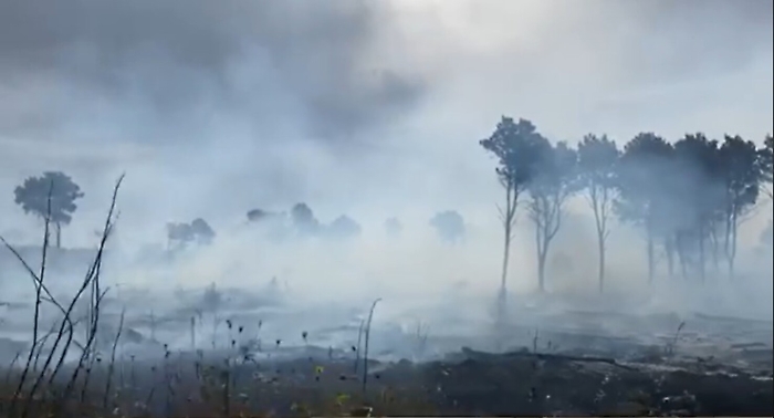 Taglia sui piromani a Montevago Sindaco posta video sul bosco bruciato