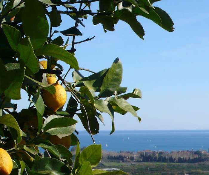 Il Limone dell'Etna verso il marchio Igp dell'Ue