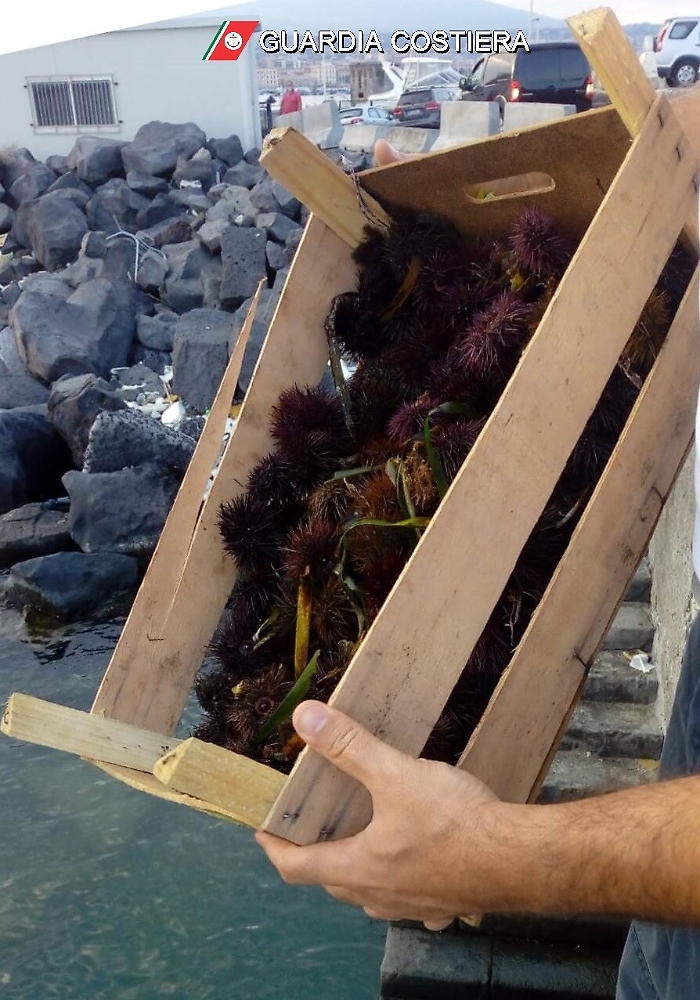 Catania, sequestrati ricci di mare in vendita durante il fermo biologico