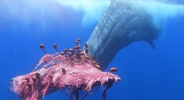 Eolie: il capodoglio Furia s'inabissa con la rete ancora impigliata nella coda, appello per ritrovarlo