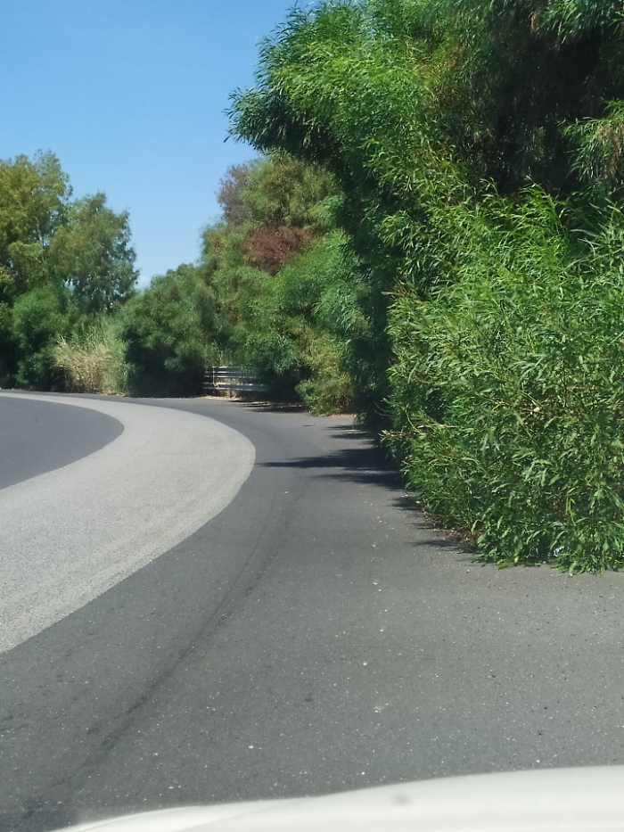 Catania, strada per l'aeroporto invasa da sterpaglie