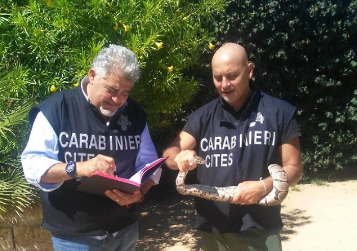 Palermo, carabinieri trovano un pitone reale in centro