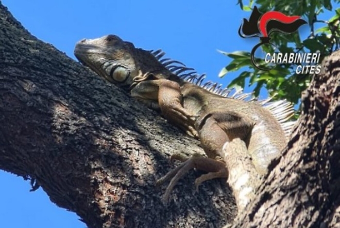 Palermo, dopo il pitone carabinieri trovano anche un'iguana