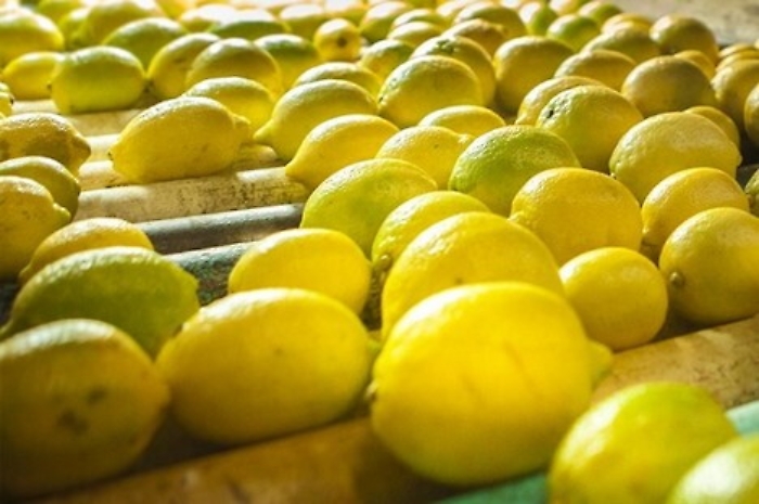 Catania, respinti containers di limoni argentini con un pericoloso fungo