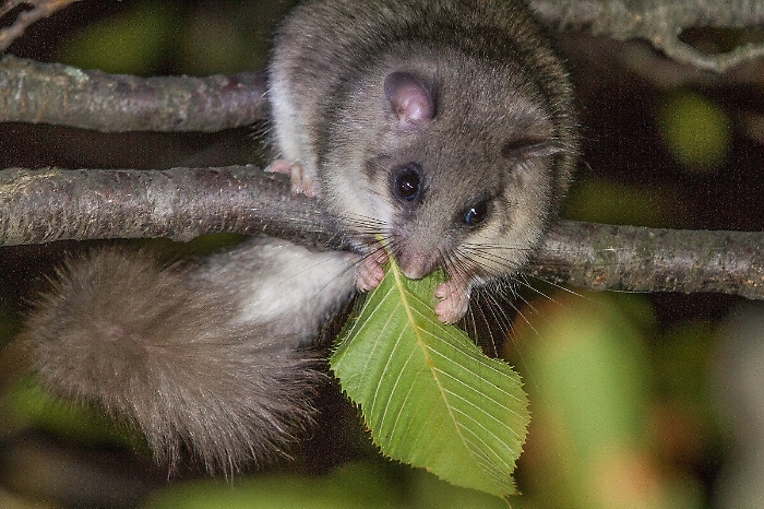 Invasione di ghiri sui Nebrodi, richiesto stato di calamità naturale