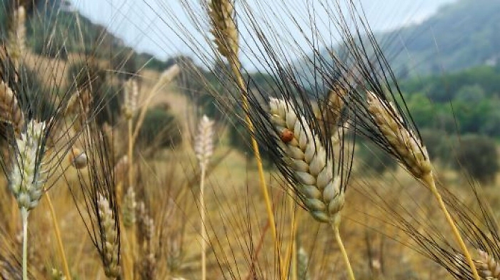 Sicilia, crolla il prezzo del grano  proprio nell'anno di un ottimo raccolto