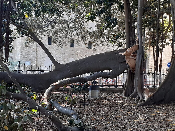 Palermo, grosso ramo di ficus si spezza in piazza Marina