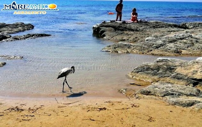 Realmonte, giovane fenicottero avvistato al lido Rossello