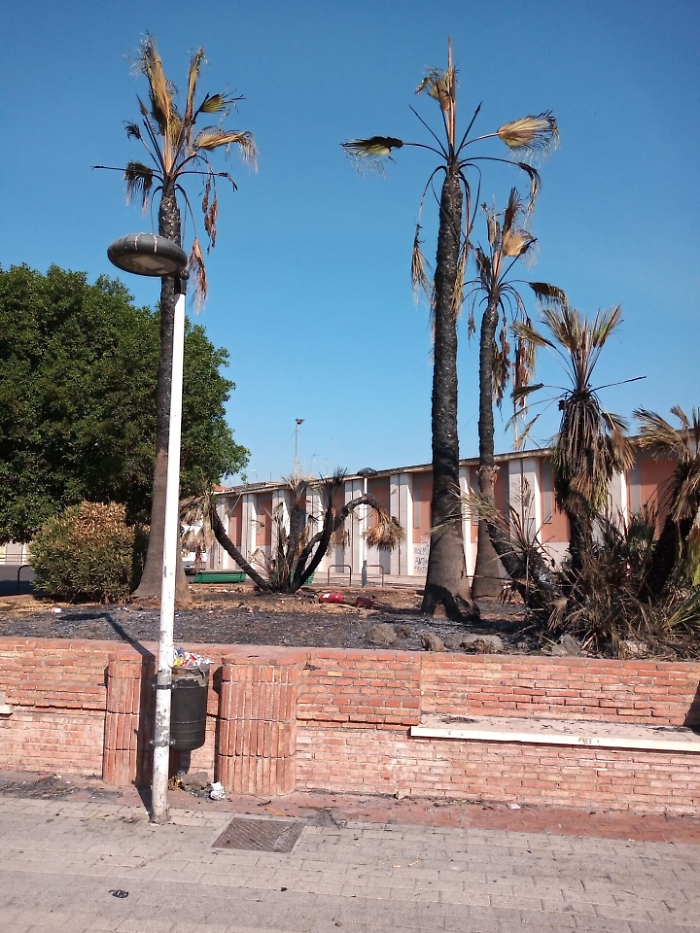 Catania, Nesima superiore: palme bruciate in piazza San Pio X