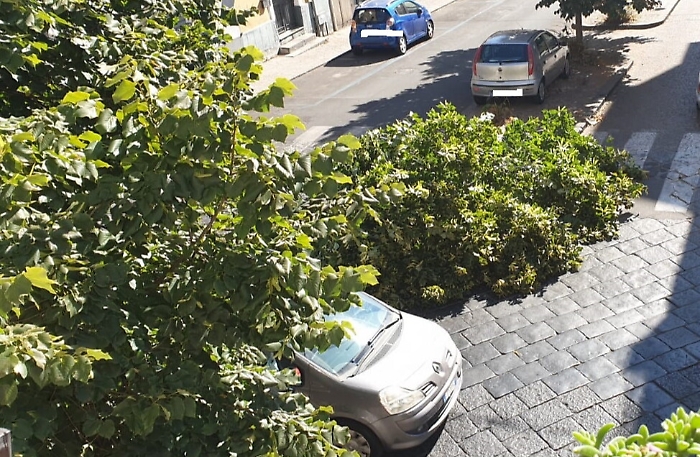 Catania: albero abbattuto da autocompattatore. La Dusty risponde