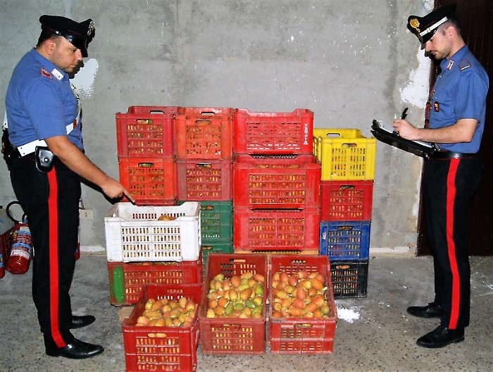 Militello Val di Catania, ladri di fichi d'India erano due braccianti: denunciati