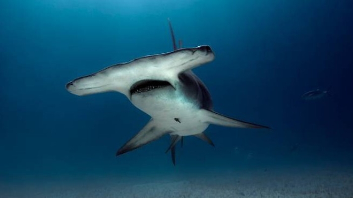 Squali nel mare trapanese, la Capitaneria: &laquo;Fate massima attenzione&raquo;