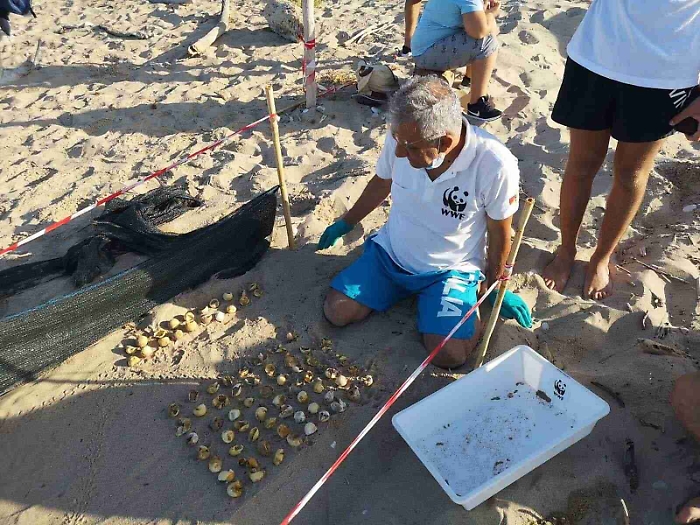 Tartarughe, a Ribera si schiudono uova: 59 testuggini prendono il largo