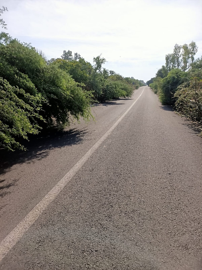 Vaccarizzo (CT), Stradale Coda volpe  abbandonato a se stesso